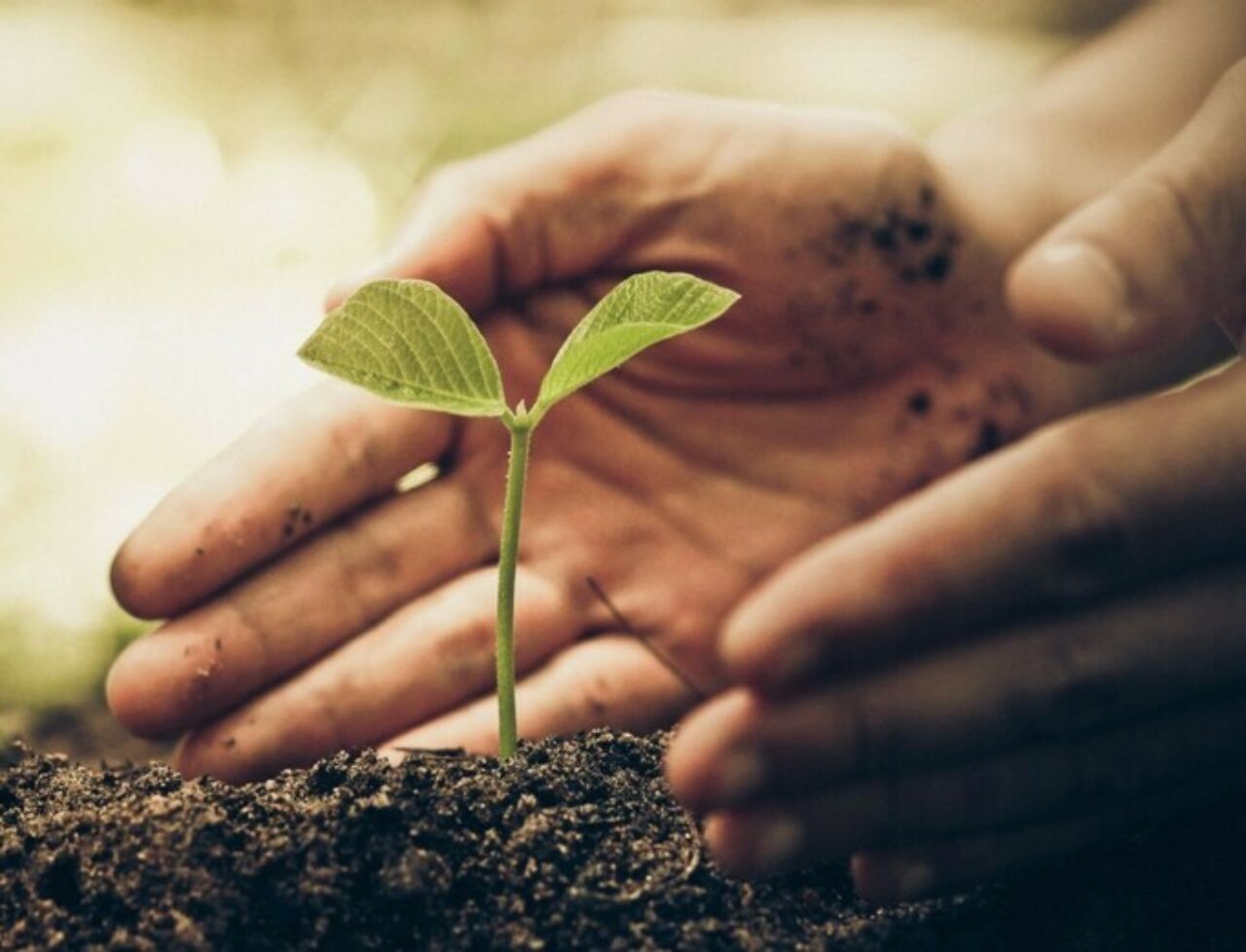 Close up of dirt and new growth of a tiny plant with three leaves, enveloped by hands.