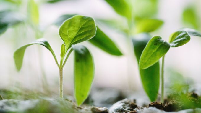 green seedling sprouting from the soil.