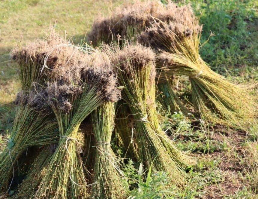 Bundles of flax in field