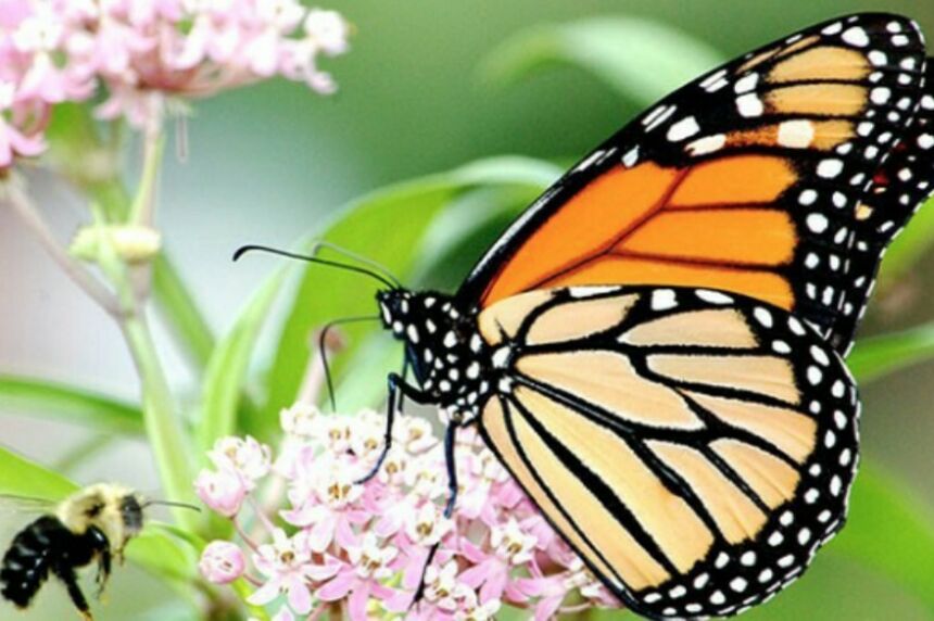 Butterfly and bee pollinating a flower