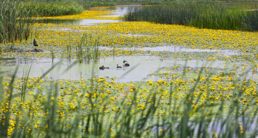 Lotus Lake National Wetland Park in Tieling, China