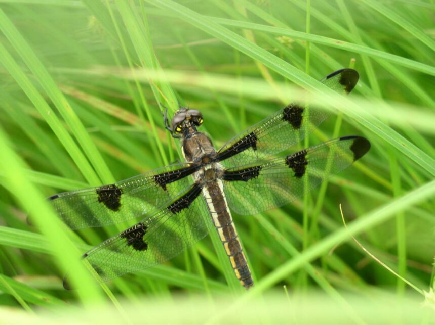 Close-up photo of a dragonfly resting among blades of grass.